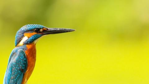 Kingfisher